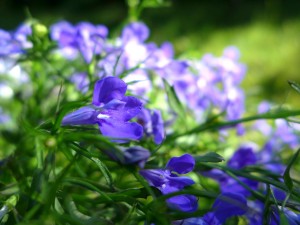 fiore-lobelia-viola