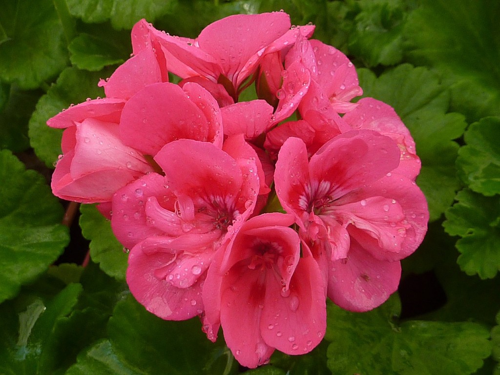 fiori-geranio-rosa
