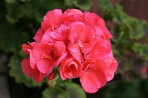 geranio-rosa-fiore