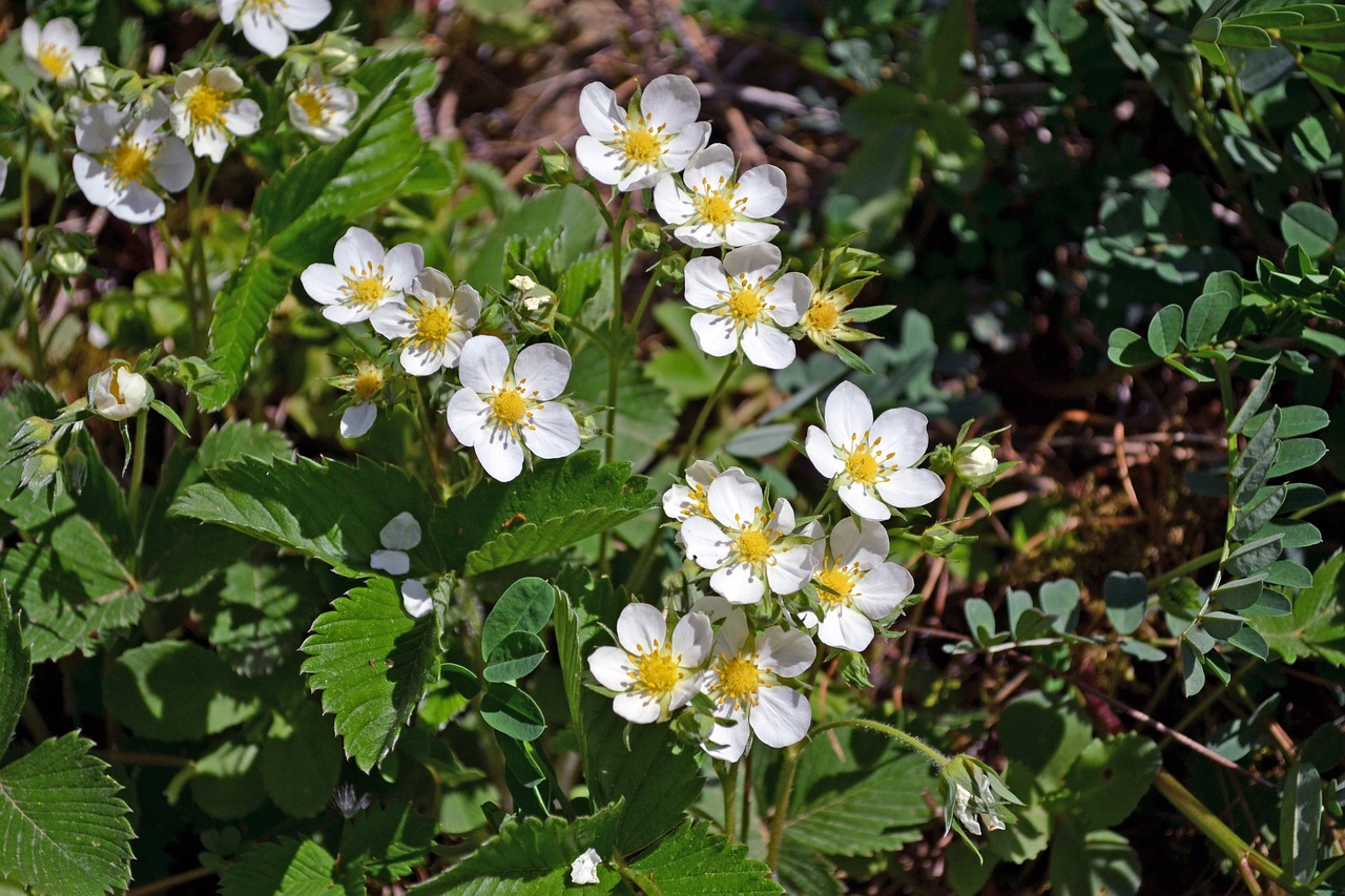 Fragoline Coltivare le fragole di bosco – Vivaio Scariot