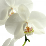 evento-orchidee