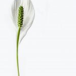 peace-lily-1061022_1920