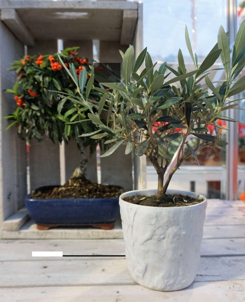 bonsai-olivo