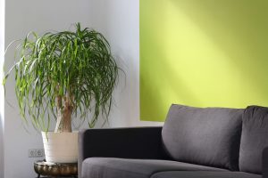 Arredare soggiorno con le piante