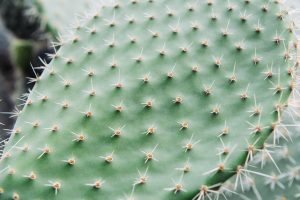 cactus vivaio scariot