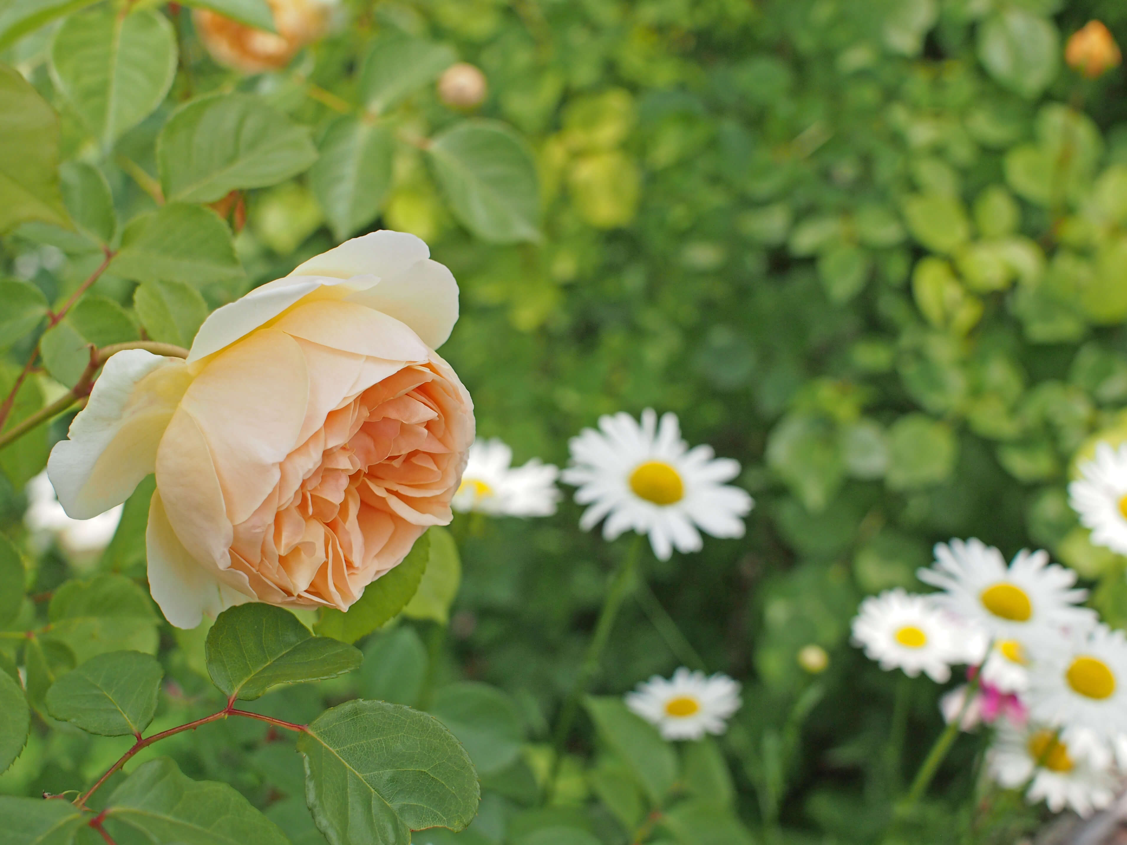 Rose Jude The Obscure バラ ジュード ジ オブスキュア 1 Vivaio Scariot Rose Jude The Obscure バラ ジュード ジ オブスキュア 1 Vivaio Scariot