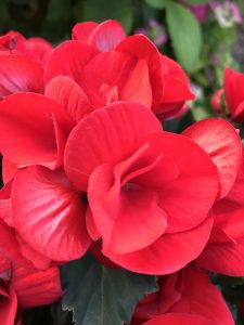 Begonia in vaso o in giardino: consigli, coltivazione e cure - Vivaio  Scariot