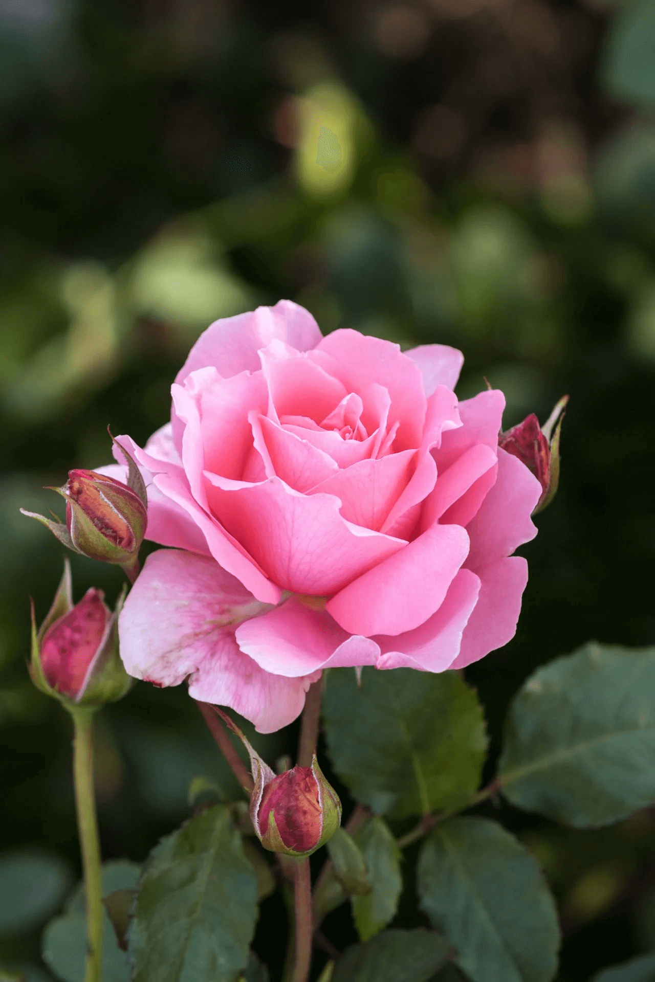 TACCU - ROSE