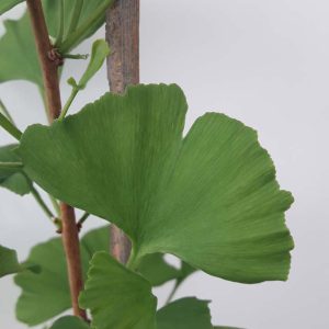 Ginko Biloba Eiffel