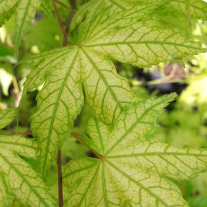 Acer Palmatum Reticolatum