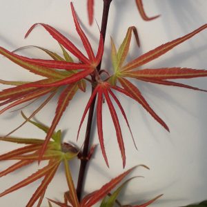 Acer Palmatum Peve Dave