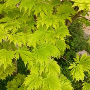 Acer Palmatum Maiku Jaku "Aconitifolium"