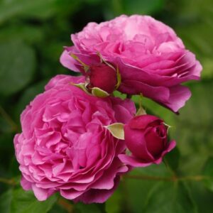 Kaffe Fassett Rose