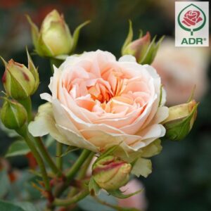 Matthias Claudius Rose