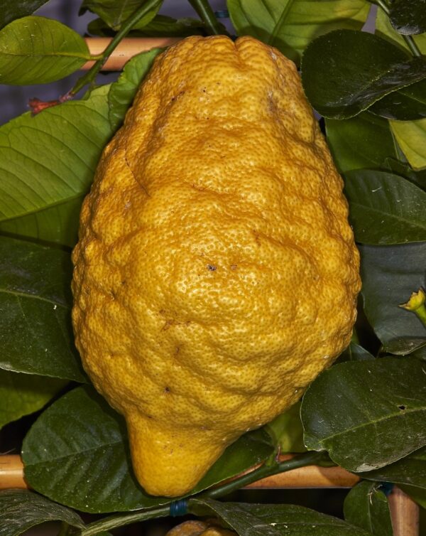 Cedro