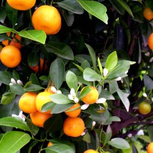 Calamondino ( Citrus Mitis)