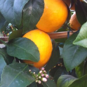 Limone Mayer (citrus meyerii)