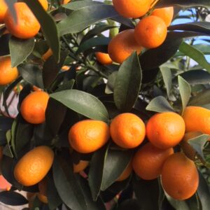 Kumquat ( Mandarino Cinese o Fortunella)