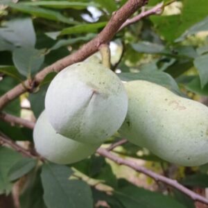 Asimina Triloba  (Banano del Nord)