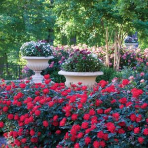 Rosa Meilland® Double Knok Out