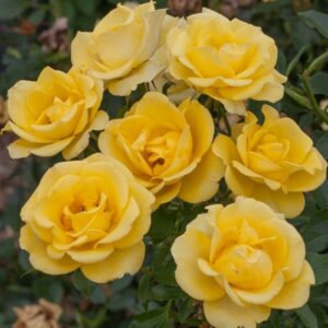Rosa Meilland® Rayon de Soleil Golden Bonica