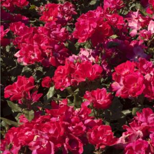 Rosa Meilland® Knok Out