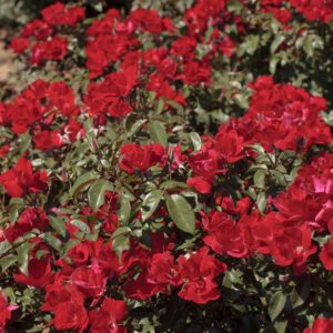 Rosa Meilland® La Sevillana Plus Meishitai
