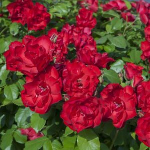 Rosa Meilland® La Sevillana