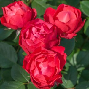 Rosa Meilland® Cherry Bonica