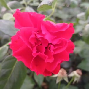 Rose Korden® Black Forest Rose "paesaggistica"