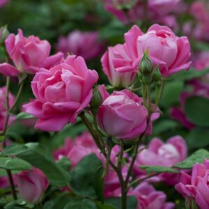 Rosa Meilland® Double Pink Knok Out